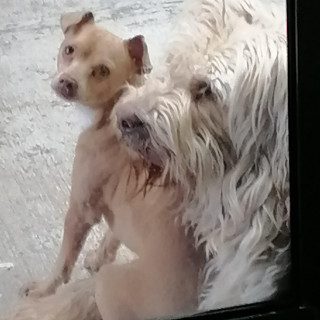 CHILAQUIL | Raza Chihuahua | Perdido