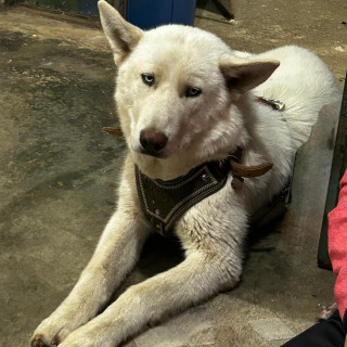 LUNA | Raza Husky Siberiano | Final Feliz