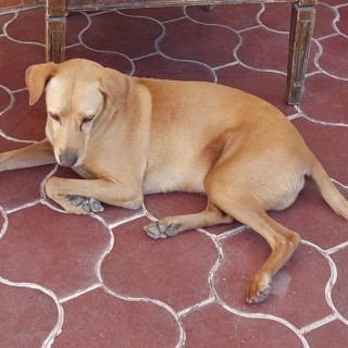 NIÑA | Raza Mestiza | Perdida