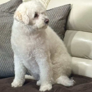 ADHARA | Raza Mestiza, cruza de French Poodle | Perdida