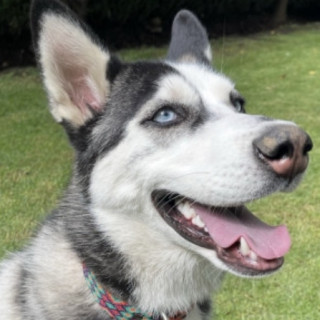 RAYA Y NINA | Raza Husky Siberiano | Final Feliz