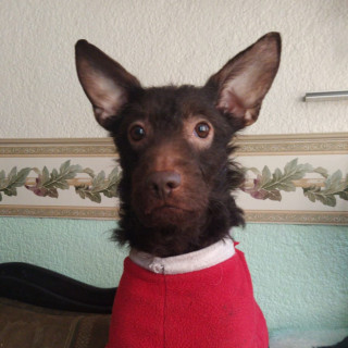 GORDO | Raza Mestizo | Perdido