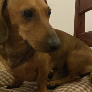  | Raza Dachshund o Salchicha  | Encontrado