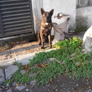  | Raza Pastor Belga Maliniois | Encontrado