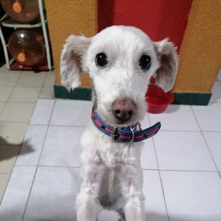 LAIKA | Raza Mestiza,  cruza de Maltés con Poodle,  (Maltipoo). | Perdida