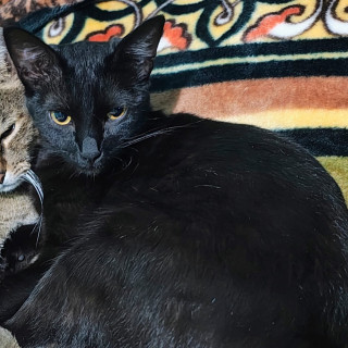 SOMBRA | Raza Bombay | Perdida