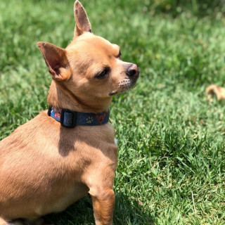 SCRAPY | Raza Chihuahua | Final Feliz