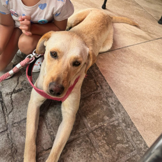 AMARANTO | Raza Mestiza, cruza de Labrador | Perdida