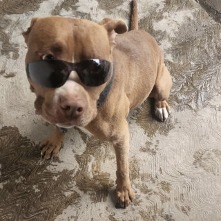 ROKO | Raza American Pitbull Terrier | Perdido