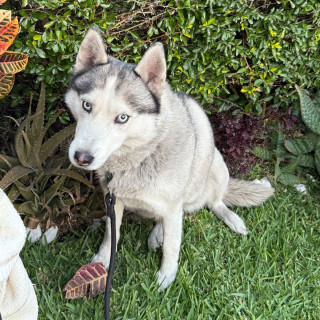 BRUJA | Raza Husky Siberiano | Perdida