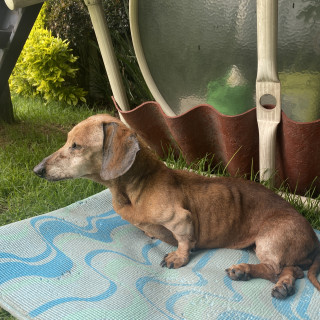  | Raza Dachshund o Salchicha  | Final Feliz