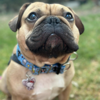 RIGO | Raza Mestizo, cruza de Bulldog Francés con Pug | Perdido