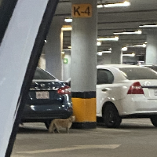  | Raza Doméstico Americano de pelo semilargo | Encontrado