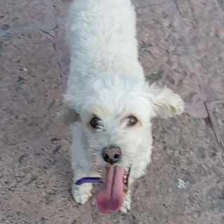SUKY | Raza Mestiza, cruza de French Poodle | Perdida