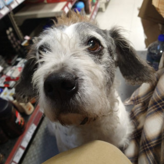  | Raza Mestizo | Encontrado