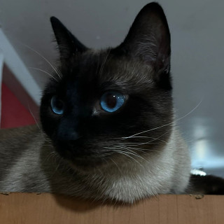 RAMIRO | Raza Siamés Punto Chocolate | Final Feliz