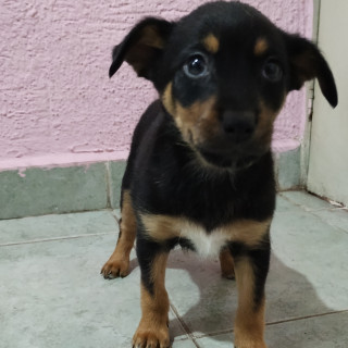 HERMOSA CACHORRITA | Raza Mestiza | En Adopción