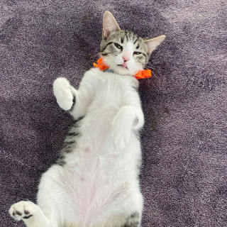 PIKY | Raza Doméstico Américano de Pelo Corto | Perdida