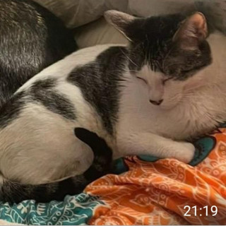 MATEO | Raza Doméstico Américano de Pelo Corto | Perdido