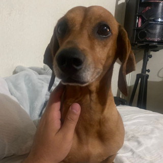 GUS | Raza Dachshund o Salchicha  | Perdido
