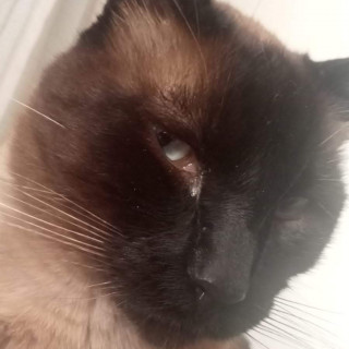 TOÑO | Raza Siamés Punto Foca | Perdido