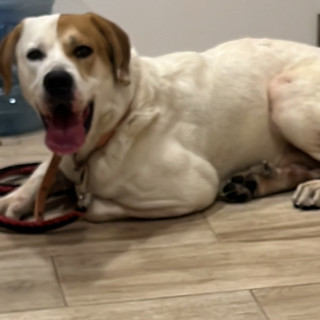  | Raza Mestizo,  posible cruza de Labrador | Encontrado