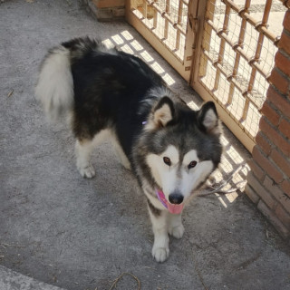 Foto de LOBI