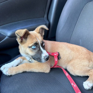 Foto de KIRA