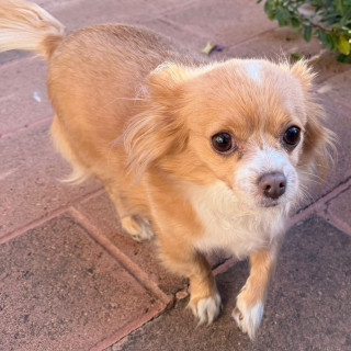 MINNI | Raza Chihuahua de pelo largo | Perdida