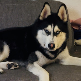 Foto de LOBO