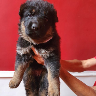 SIGGI | Raza Pastor Alemán | En Adopción