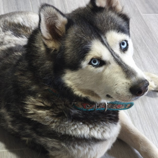 LOBO | Raza Husky Siberiano | Final Feliz