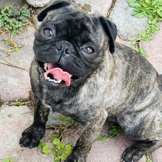  | Raza Pug o Carlin | Encontrado