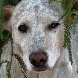 NALA | Raza Mestiza | Perdida