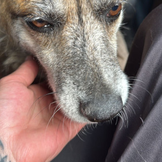 | Raza Mestiza | Encontrada