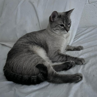 MOLLY | Raza Aslan Punto Tabby o Punto Lince | Perdida