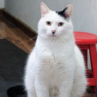 TOTORO | Raza Doméstico Américano de Pelo Corto | Perdido