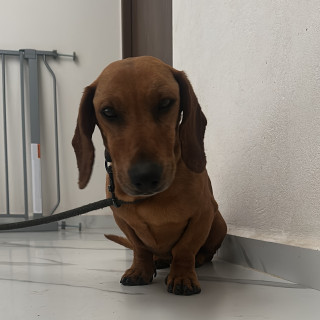  | Raza Dachshund o Salchicha  | Encontrado