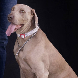 RAIDER | Raza Weimaraner  | Perdido