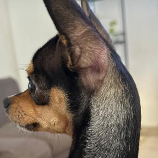 JACINTO | Raza Chihuahua | Perdido