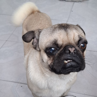CHATO | Raza Pug o Carlin | Perdido