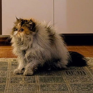  | Raza Persa Calicó | Encontrada