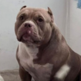 PRADA | Raza American Bully  | Perdida