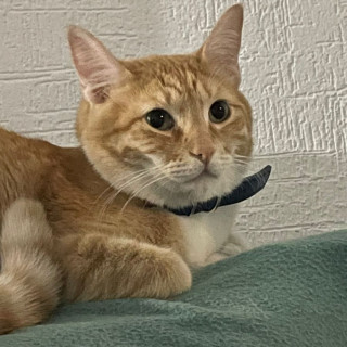 DEXTER | Raza Doméstico Américano de Pelo Corto | Perdido