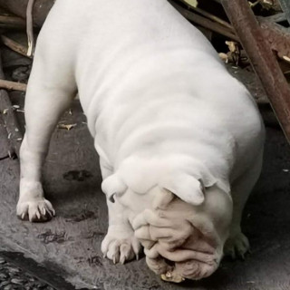 TIFÓN | Raza Bulldog Inglés  | Perdido