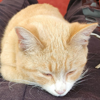 BEBÉ | Raza Doméstico Américano de Pelo Corto | Perdido