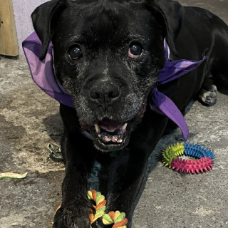 Foto de HERMOSA PELUDITA