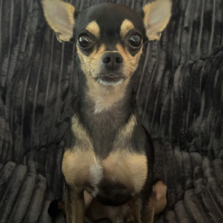 Foto de JACINTO