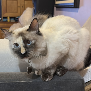 BELLATRIX O BELLA | Raza Balinés punto Calicó | Perdida