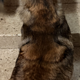  | Raza Pastor Belga Maliniois | Encontrada